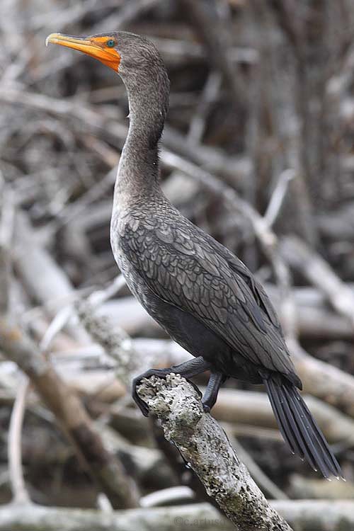 Doublecrested Cormorant Nature Manitoba